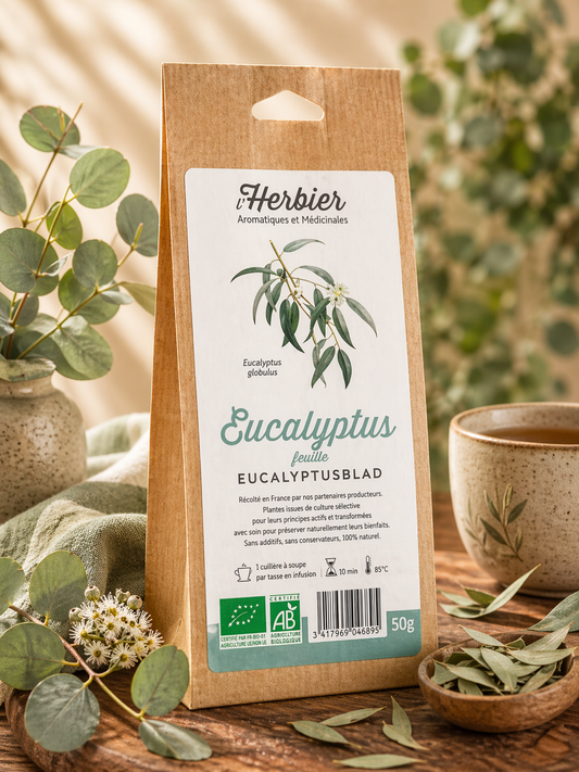 EUCALYPTUS (Feuille)