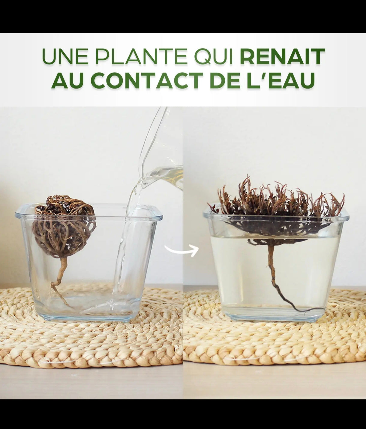 rose de Jéricho/Chajarat Mariam 100 % naturel 70 gr