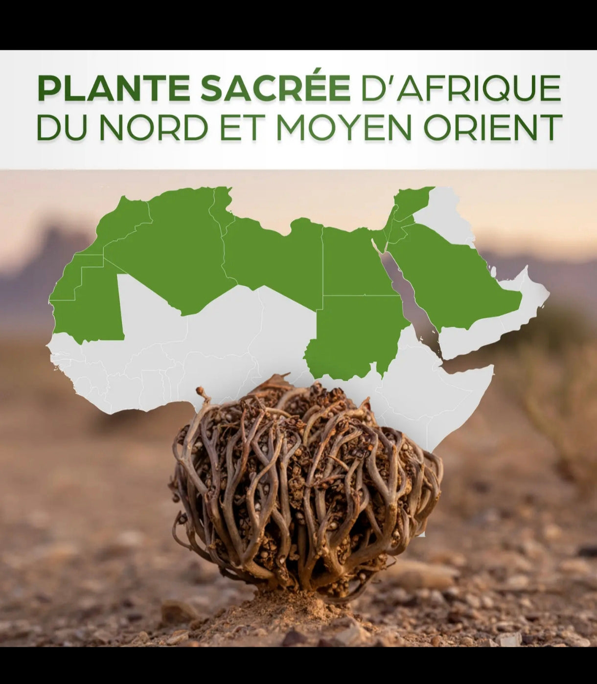 rose de Jéricho/Chajarat Mariam 100 % naturel 70 gr